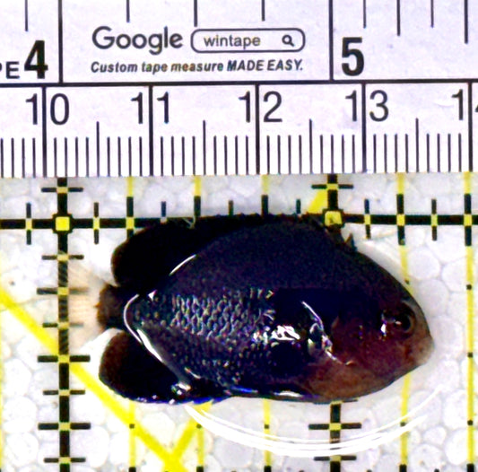 Royal Blue Pygmy Angelfish RBPA111801 WYSIWYG Size: M 1.5” approx