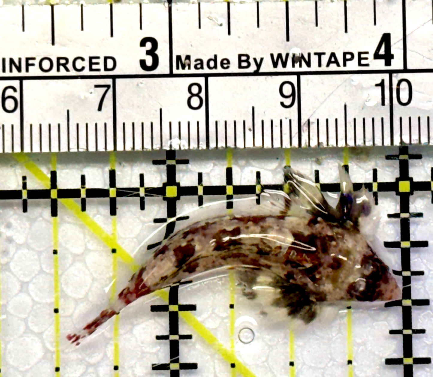 Red Scooter Dragonet RSD101105 WYSIWYG Size: S 1.5"