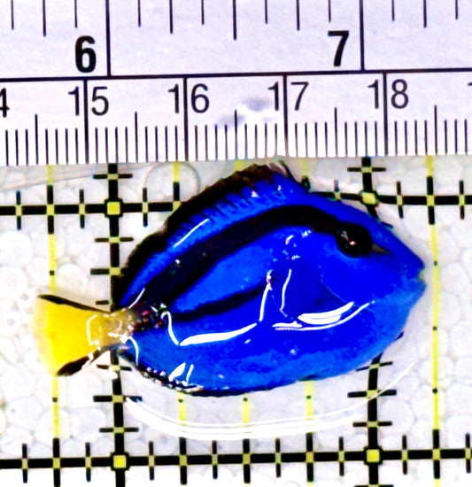 Blue Hippo Tang BHT111801 WYSIWYG Size: S 1.5" approx