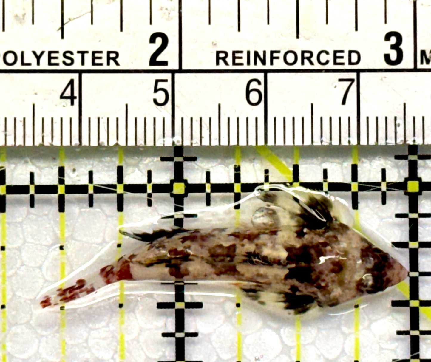 Red Scooter Dragonet RSD101106 WYSIWYG Size: S 1.5"