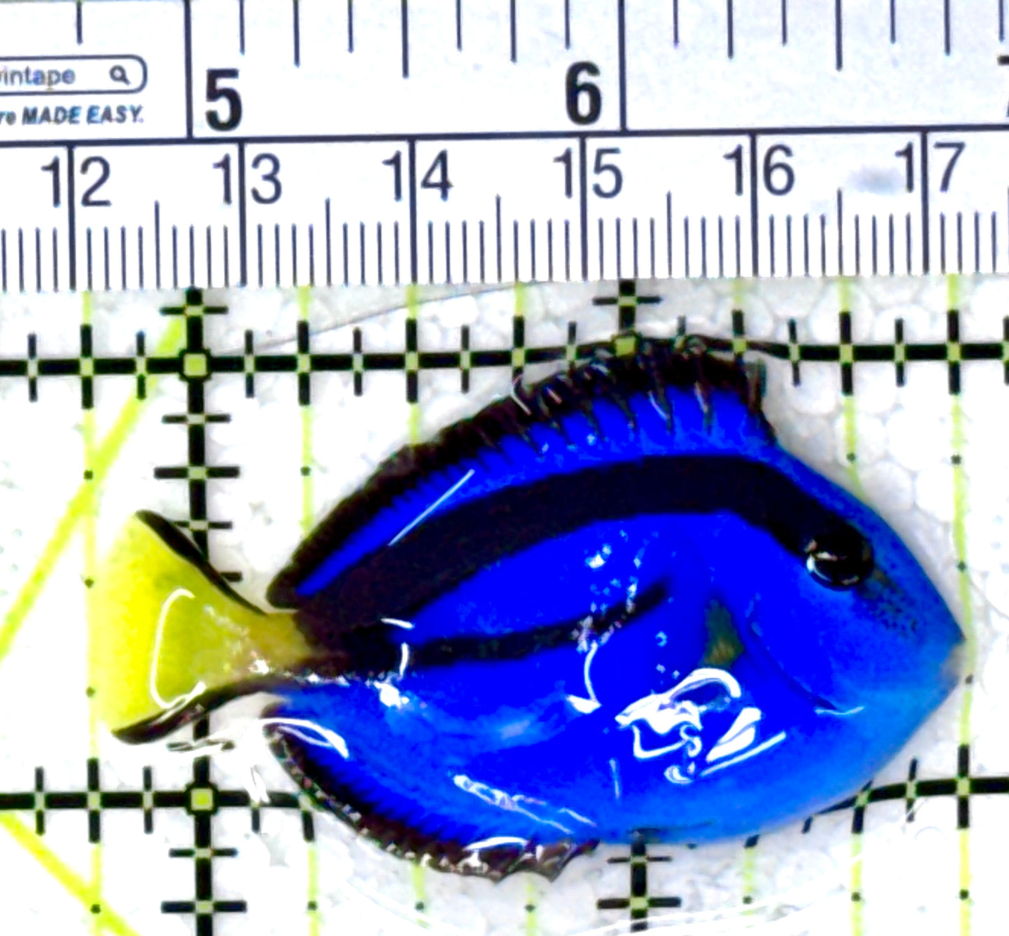 Blue Hippo Tang BHT111802 WYSIWYG Size: S 2" approx