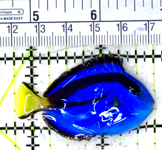 Blue Hippo Tang BHT111802 WYSIWYG Size: S 2" approx
