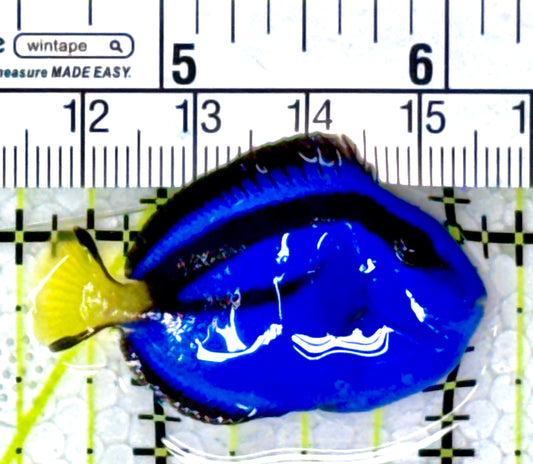 Blue Hippo Tang BHT111803 WYSIWYG Size: S 1.5" approx