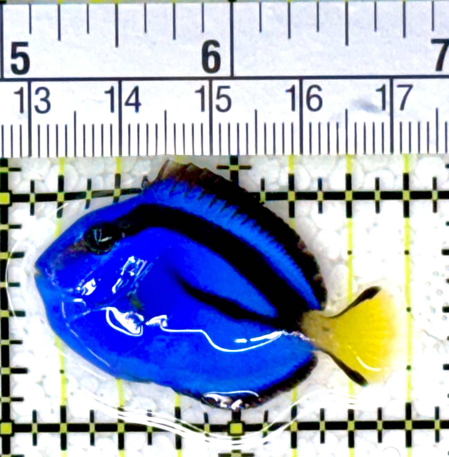 Blue Hippo Tang BHT111803 WYSIWYG Size: S 1.5" approx