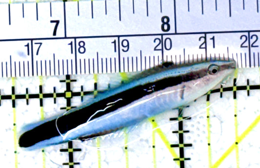 Blue Cleaner Wrasse BCW111801 WYSIWYG Size: XL 2.25" approx