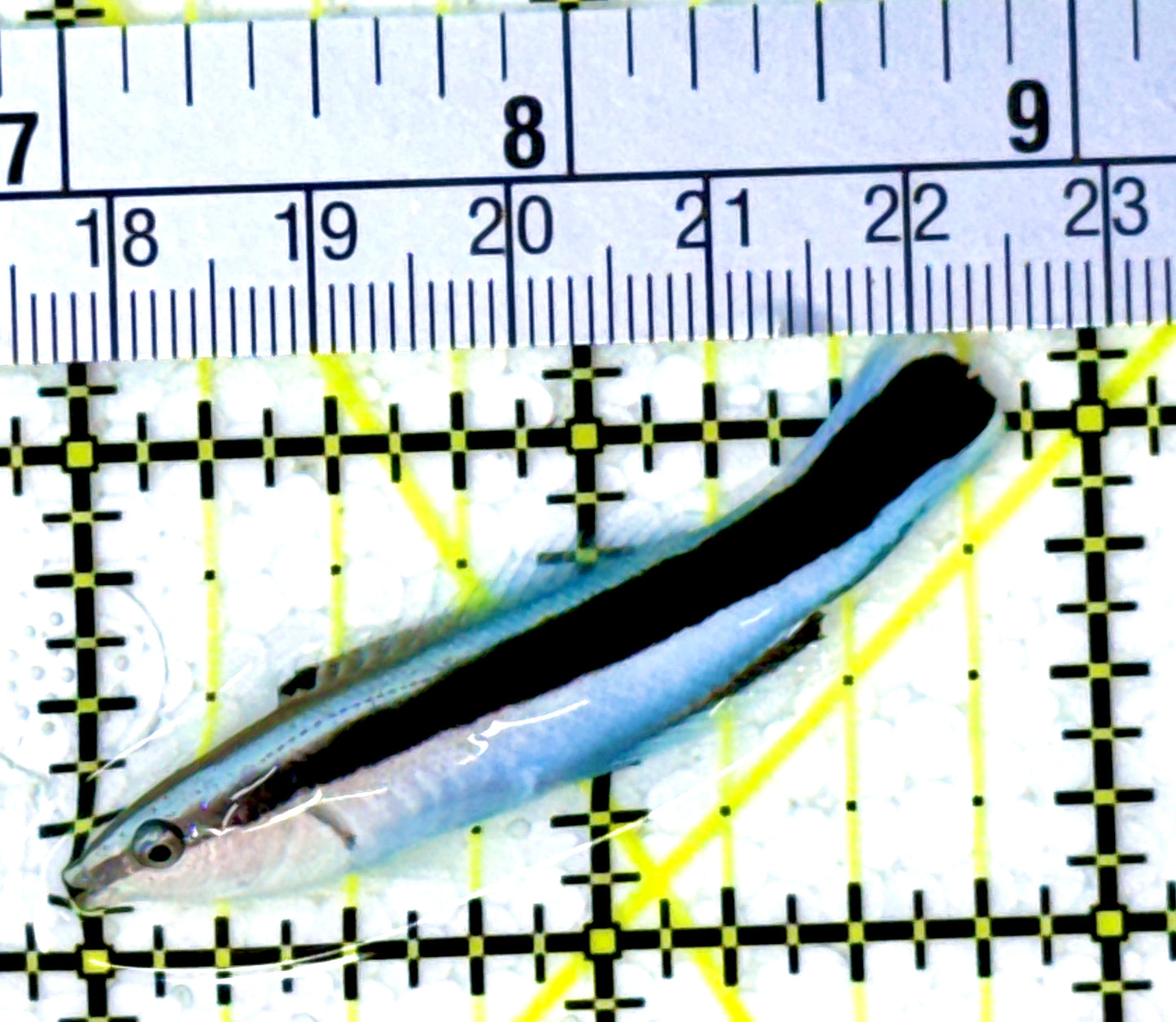 Blue Cleaner Wrasse BCW111801 WYSIWYG Size: XL 2.25" approx