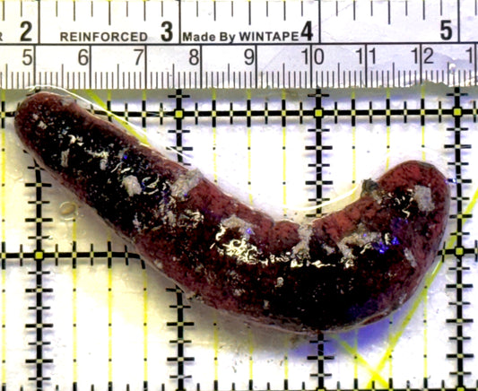 Red Burnt Sea Cucumber RBSC101002 WYSIWYG Size: L 3.5" approx