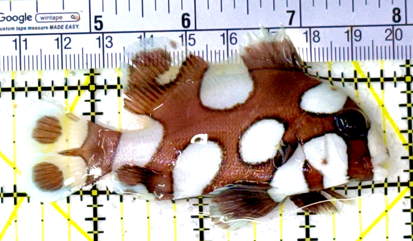 Harlequin Spotted Grunt Sweetlips HSGS111801 WYSIWYG Size: M 3.5" approx