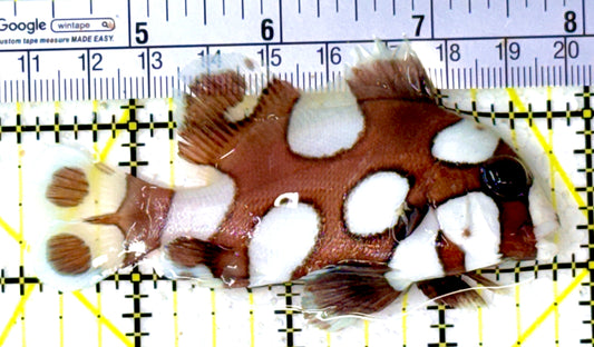 Harlequin Spotted Grunt Sweetlips HSGS111801 WYSIWYG Size: M 3.5" approx