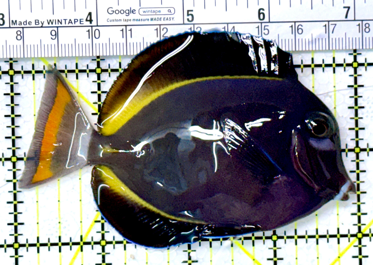 Gold Rim Tang GRT111901 WYSIWYG Size: ML 4" approx