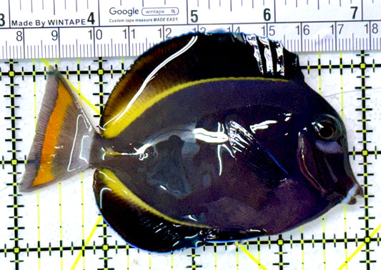 Gold Rim Tang GRT111901 WYSIWYG Size: ML 4" approx