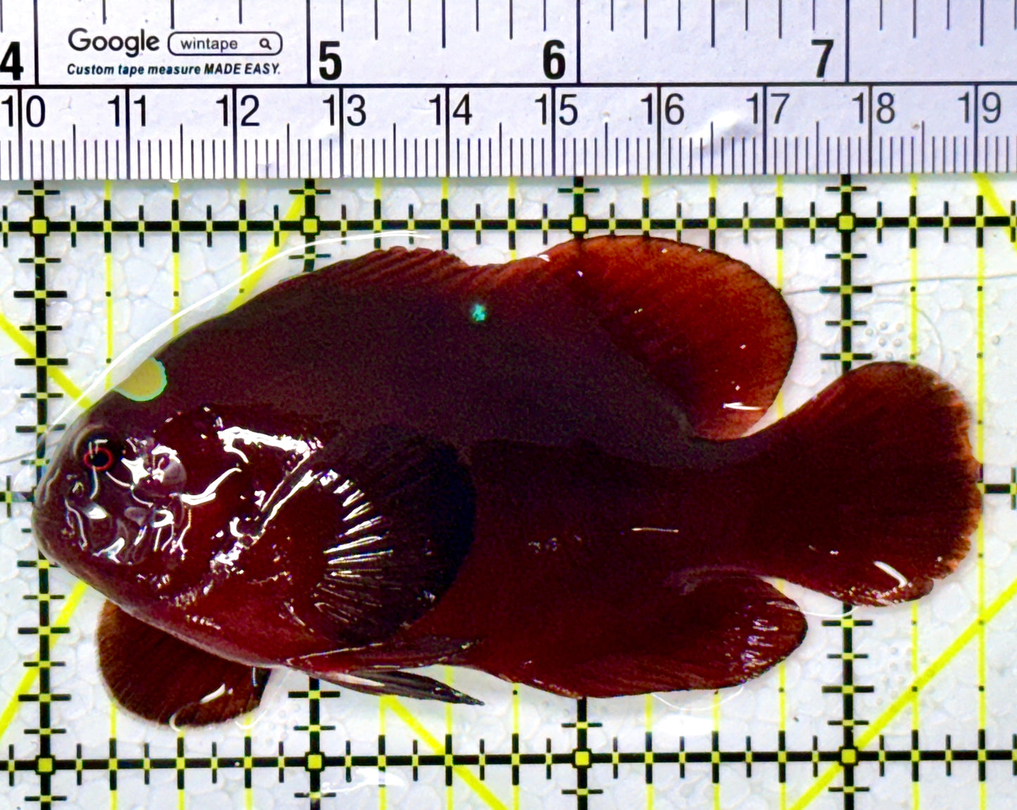 Gold Bar Maroon Clownfish Bali Grade A (Wild Caught) GBMCBGA111901 WYSIWYG Size: L 3.5" approx