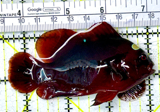 Gold Bar Maroon Clownfish Bali Grade A (Wild Caught) GBMCBGA111901 WYSIWYG Size: L 3.5" approx