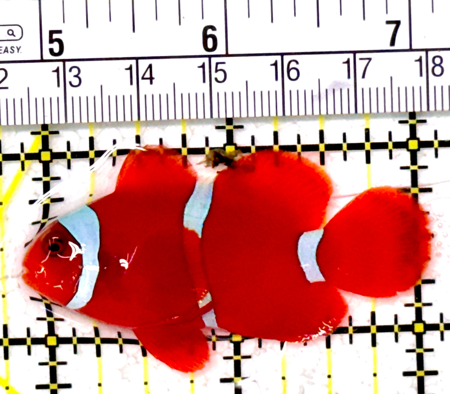 White Stripe Maroon Clownfish WSMC111901 WYSIWYG Size: M 2.25" approx