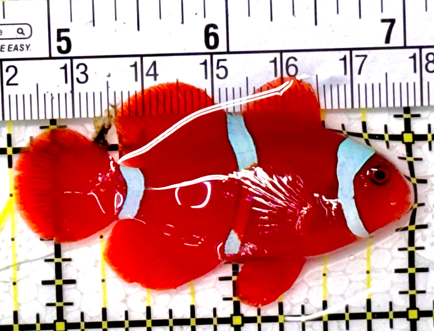 White Stripe Maroon Clownfish WSMC111901 WYSIWYG Size: M 2.25" approx