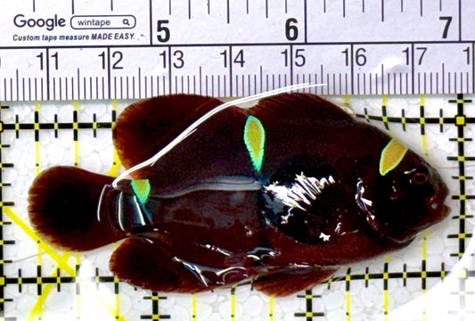 Gold Bar Maroon Clownfish Bali Grade A (Wild Caught) GBMCBGA111902 WYSIWYG Size: ML 2.75" approx