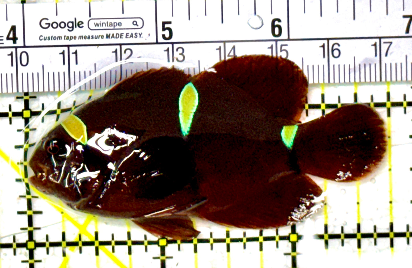 Gold Bar Maroon Clownfish Bali Grade A (Wild Caught) GBMCBGA111902 WYSIWYG Size: ML 2.75" approx