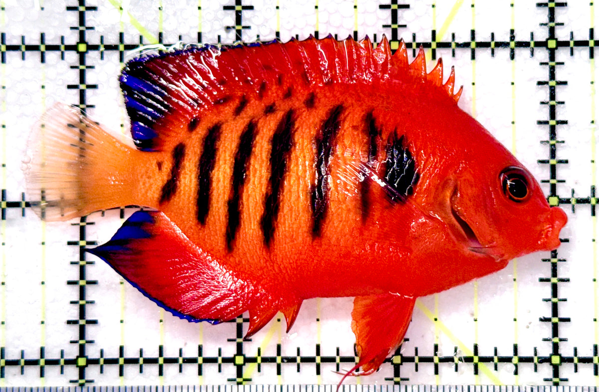 Flame Angelfish (Christmas Island, Super Red) FA101102 WYSIWYG Size: XL 3.5" approx