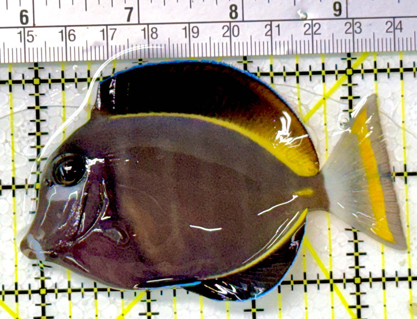 Gold Rim Tang GRT111902 WYSIWYG Size: ML 3.75" approx