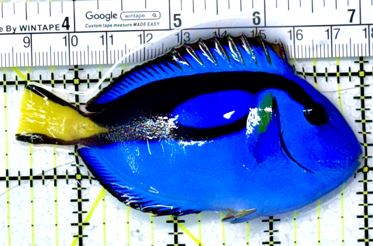 Blue Hippo Tang BHT111805 WYSIWYG Size: M 3.5" approx