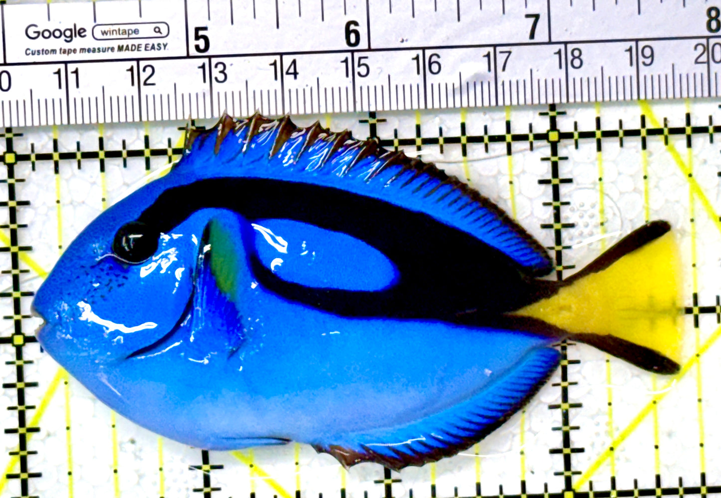 Blue Hippo Tang BHT111806 WYSIWYG Size: M 3.75" approx