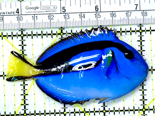 Blue Hippo Tang BHT111806 WYSIWYG Size: M 3.75" approx