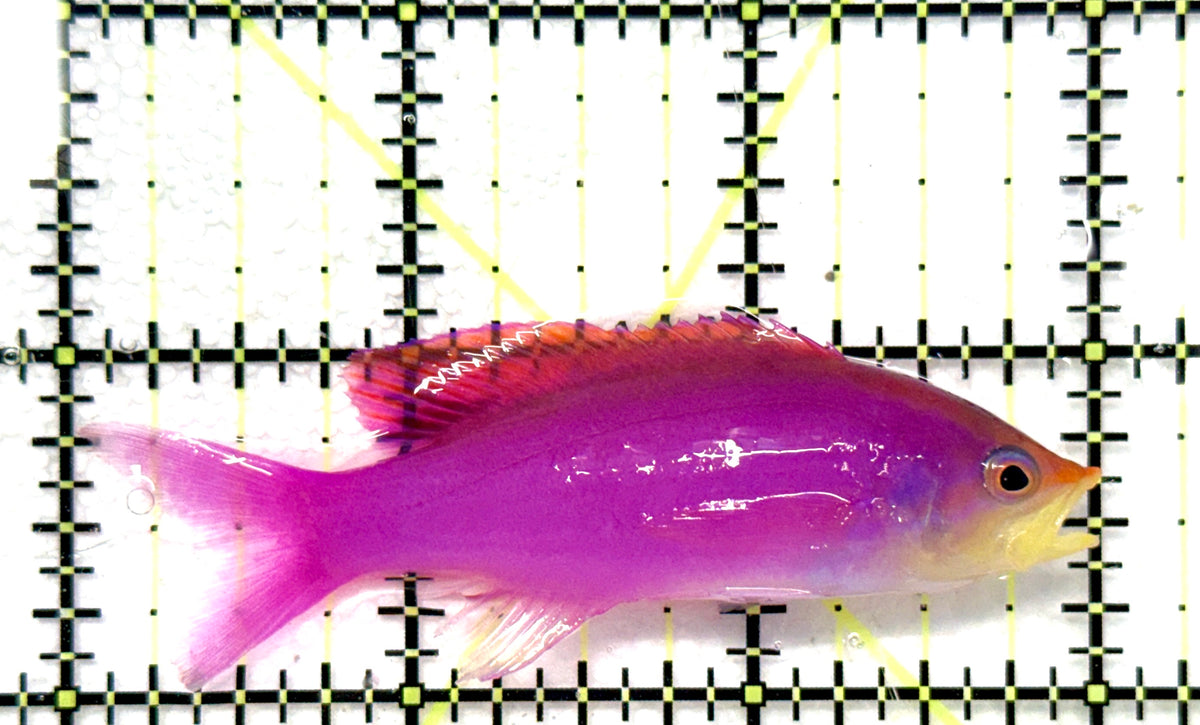 Purple Queen Anthias (CEBU) PQA101201 WYSIWYG Size: L 3" approx