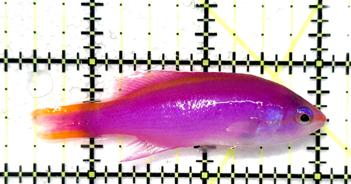 Purple Queen Anthias (CEBU) PQA101202 WYSIWYG Size: L 2.5" approx
