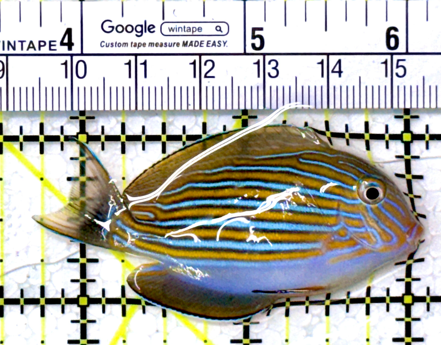 Clown Tang CT111901 WYSIWYG Size: S 2.5" approx