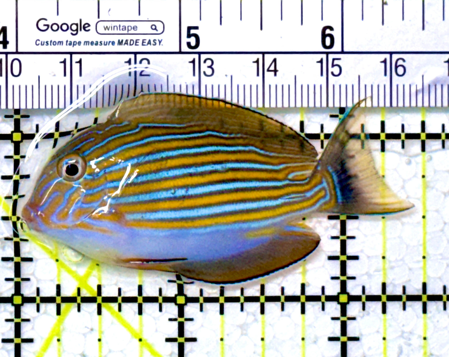 Clown Tang CT111901 WYSIWYG Size: S 2.5" approx