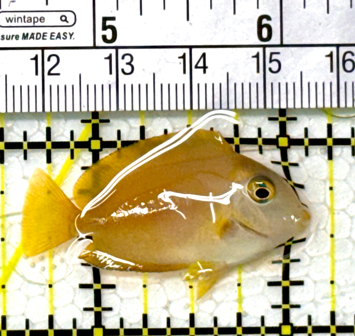 Orange Shoulder Tang Juvenile OSTJ112001 WYSIWYG Size: Tiny 1.5" approx