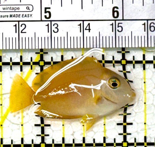 Orange Shoulder Tang Juvenile OSTJ112001 WYSIWYG Size: Tiny 1.5" approx