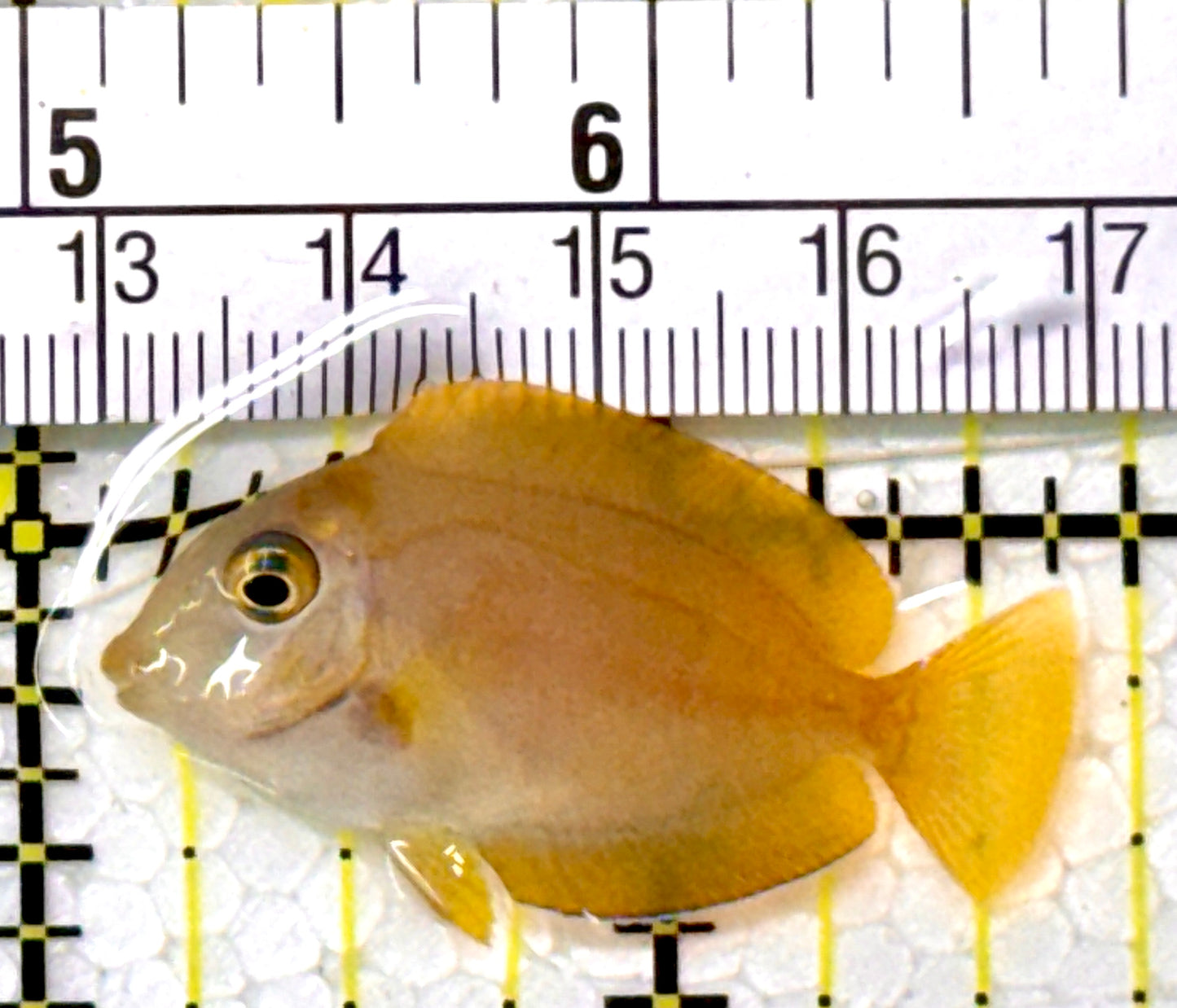 Orange Shoulder Tang Juvenile OSTJ112001 WYSIWYG Size: Tiny 1.5" approx