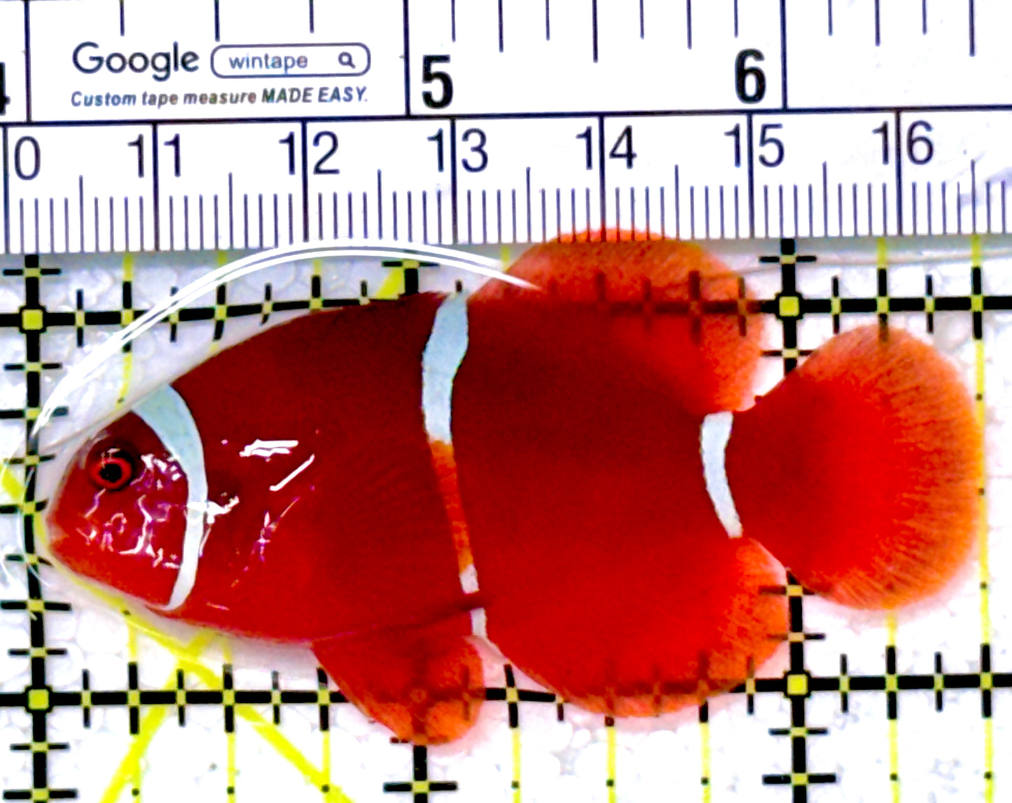 White Stripe Maroon Clownfish WSMC111902 WYSIWYG Size: M 2.5" approx