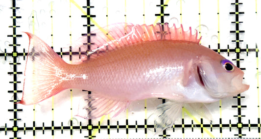 Stocky Anthias Female SAF101202 WYSIWYG Size: XL 3" approx