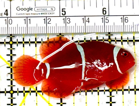 White Stripe Maroon Clownfish WSMC111902 WYSIWYG Size: M 2.5" approx