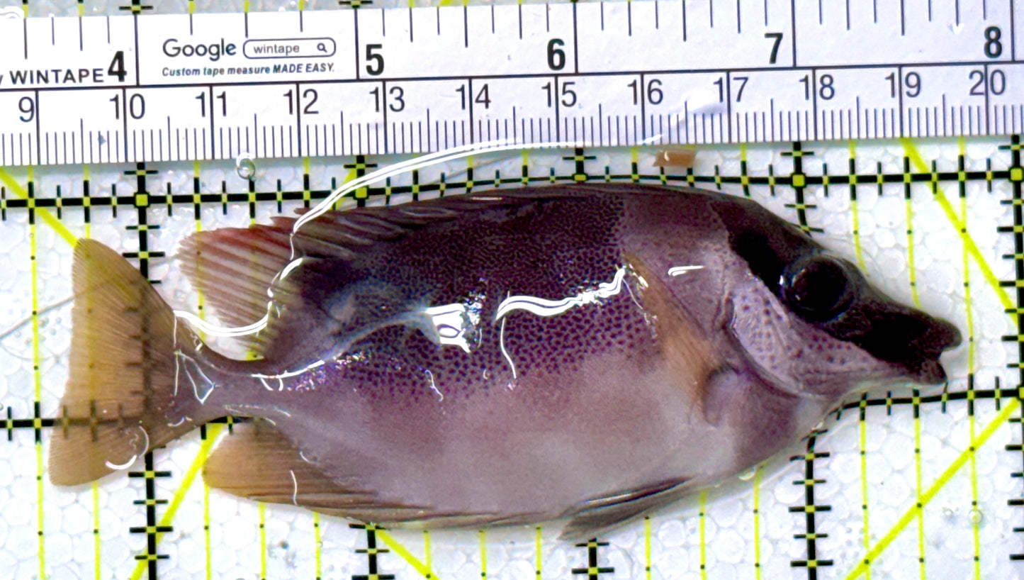 Magnificent Foxface MF111901 WYSIWYG Size: ML 4.25" approx