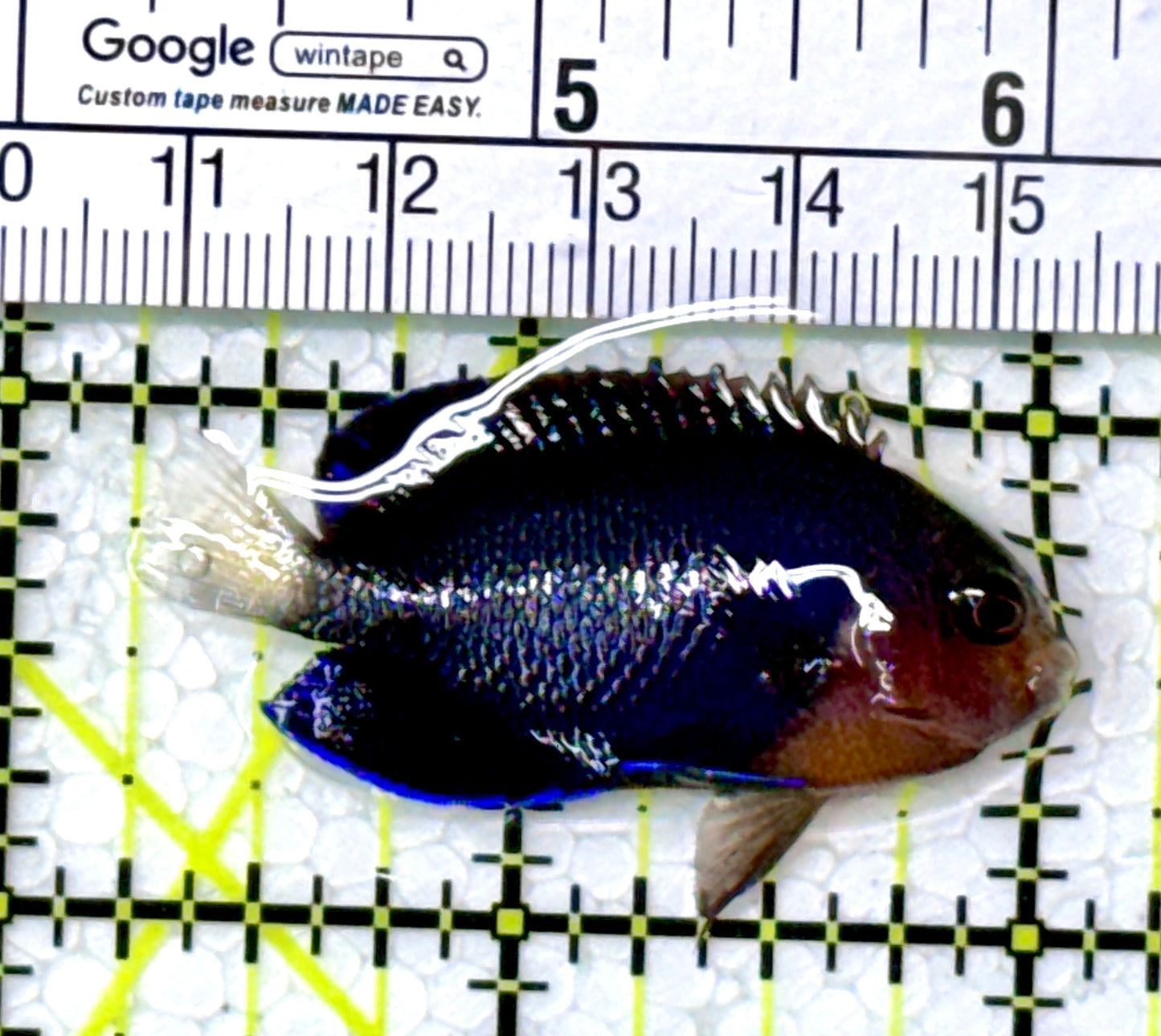 Royal Blue Pygmy Angelfish RBPA111901 WYSIWYG Size: M 1.75” approx