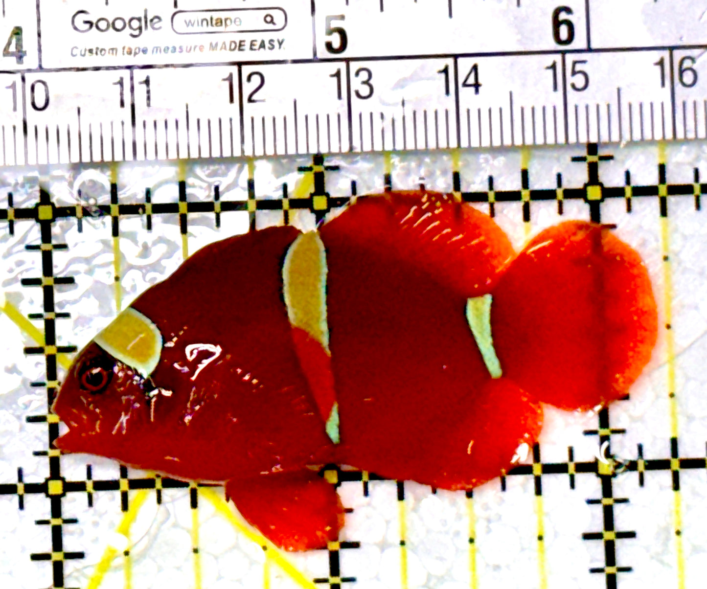 Gold Bar Maroon Clownfish Bali Grade A (Wild Caught) GBMCBGA111903 WYSIWYG Size: ML 2.25" approx