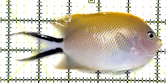 Swallowtail Angelfish Female (Reefsafe) SAF101101 WYSIWYG Size: XXL 5.25" approx