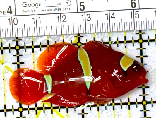 Gold Bar Maroon Clownfish Bali Grade A (Wild Caught) GBMCBGA111903 WYSIWYG Size: ML 2.25" approx