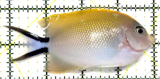 Swallowtail Angelfish Female (Reefsafe) SAF101103 WYSIWYG Size: XL 4.25" approx