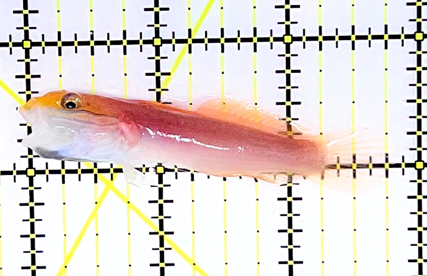 Bella Rose Sand Shifting Goby BRSSG090201 WYSIWYG Size: M 2.75" approx