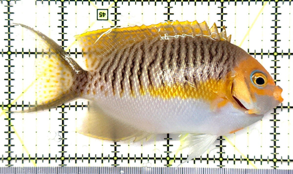 Super Male Masked Swallowtail Angelfish SMMSA101101 WYSIWYG Size: XL 5.25" approx