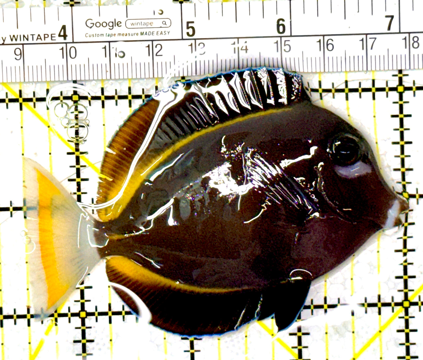 Gold Rim Tang GRT111903 WYSIWYG Size: ML 3.5" approx