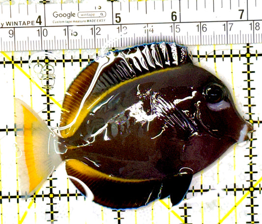 Gold Rim Tang GRT111903 WYSIWYG Size: ML 3.5" approx