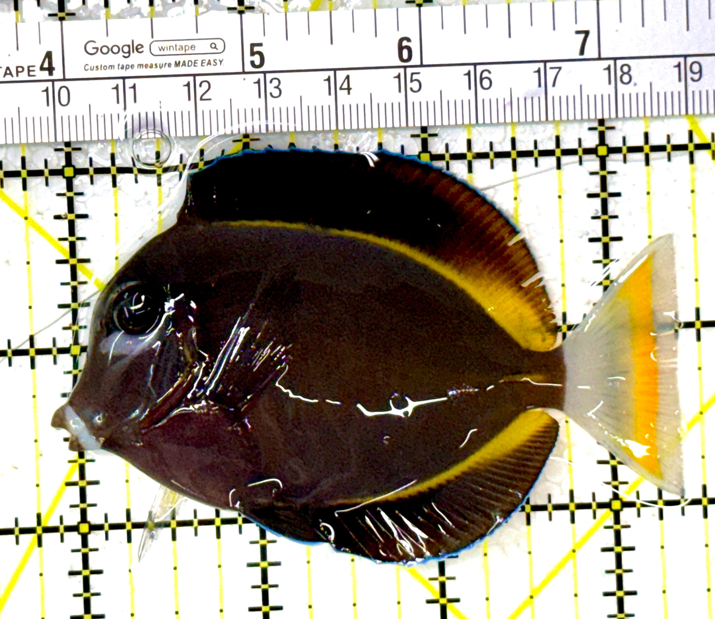 Gold Rim Tang GRT111903 WYSIWYG Size: ML 3.5" approx