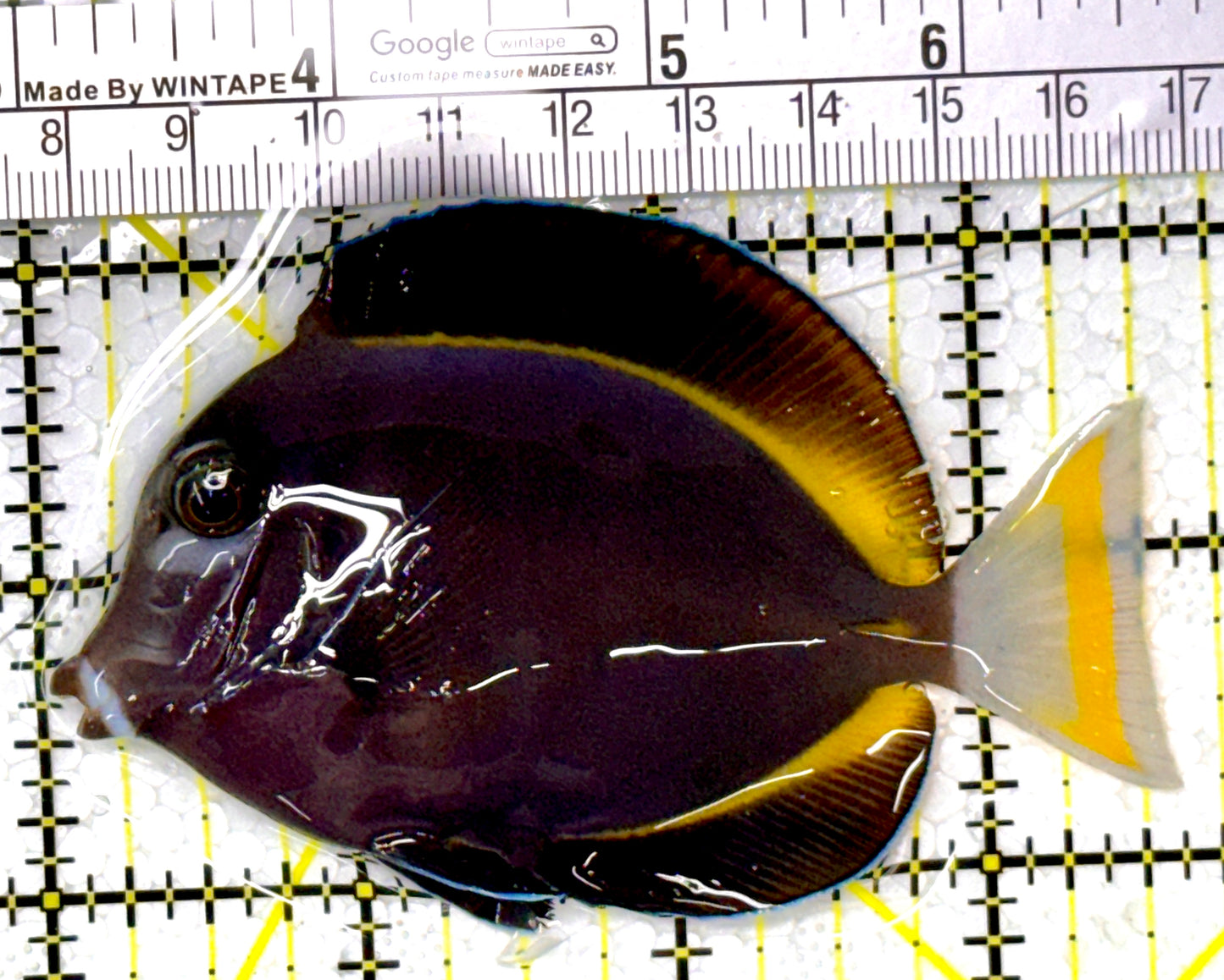 Gold Rim Tang GRT111904 WYSIWYG Size: ML 3.5" approx