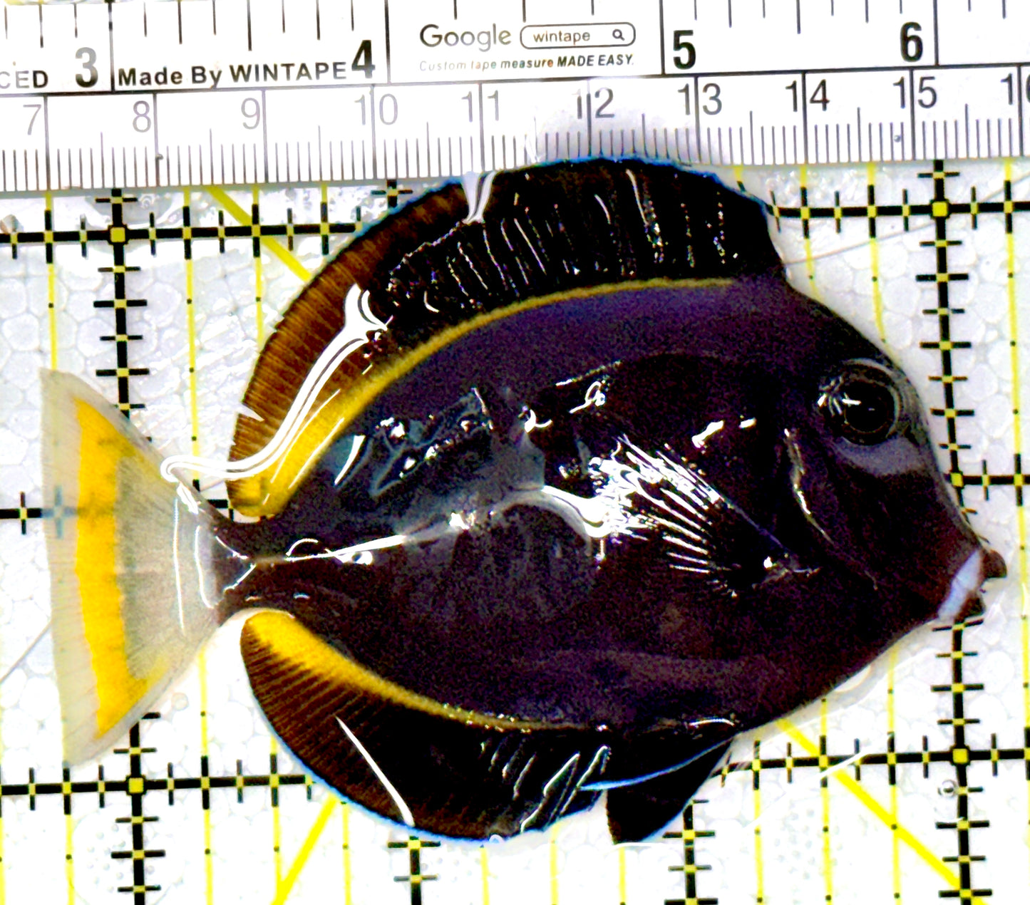 Gold Rim Tang GRT111904 WYSIWYG Size: ML 3.5" approx