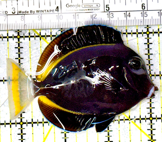 Gold Rim Tang GRT111904 WYSIWYG Size: ML 3.5" approx